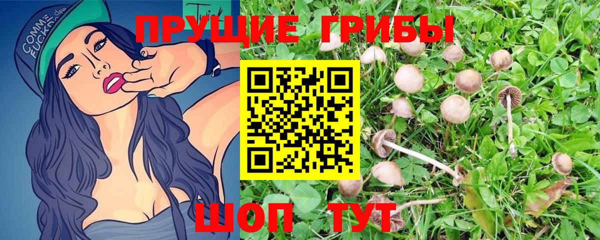 Псилоцибиновые грибы Psilocybine cubensis Новоуральск